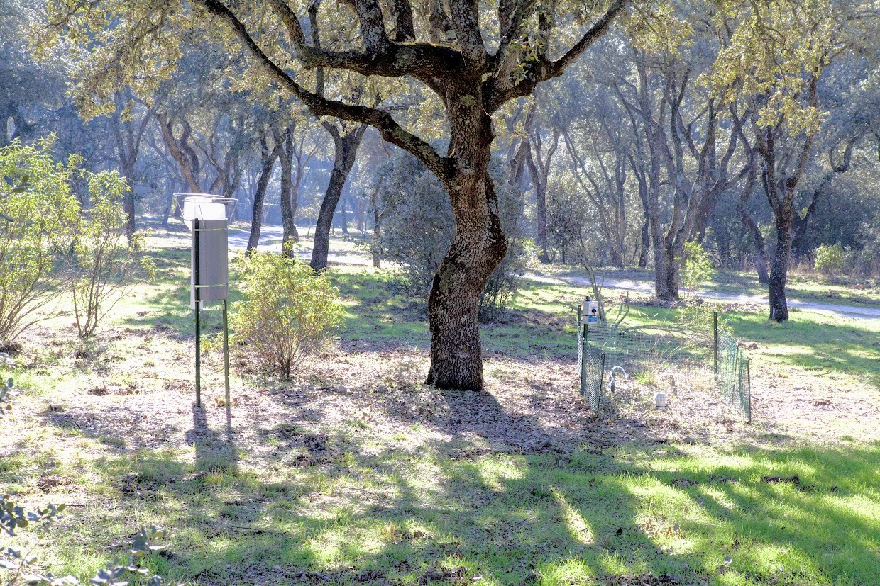 Bosques mediterráneos
