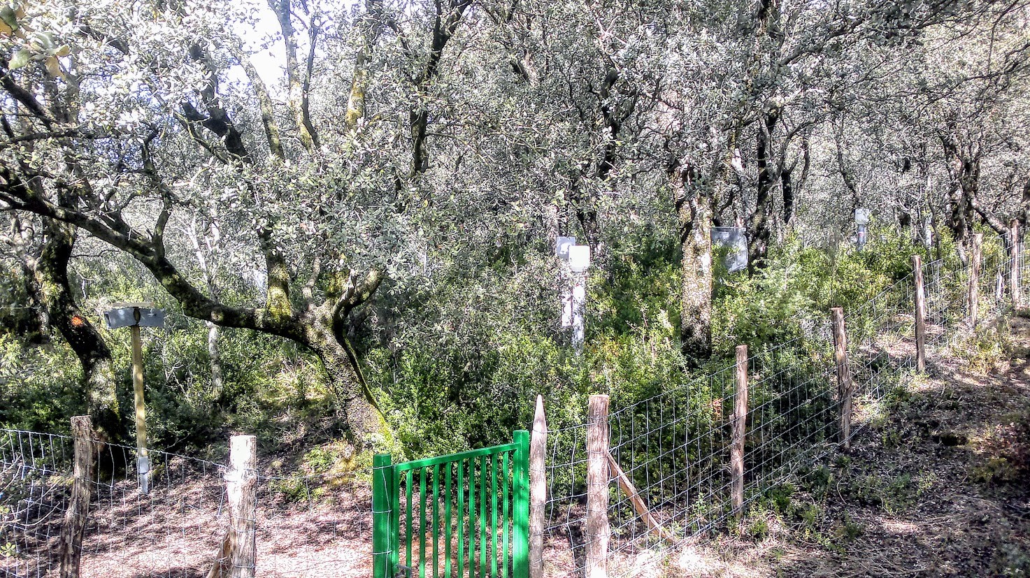 Bosques mediterráneos