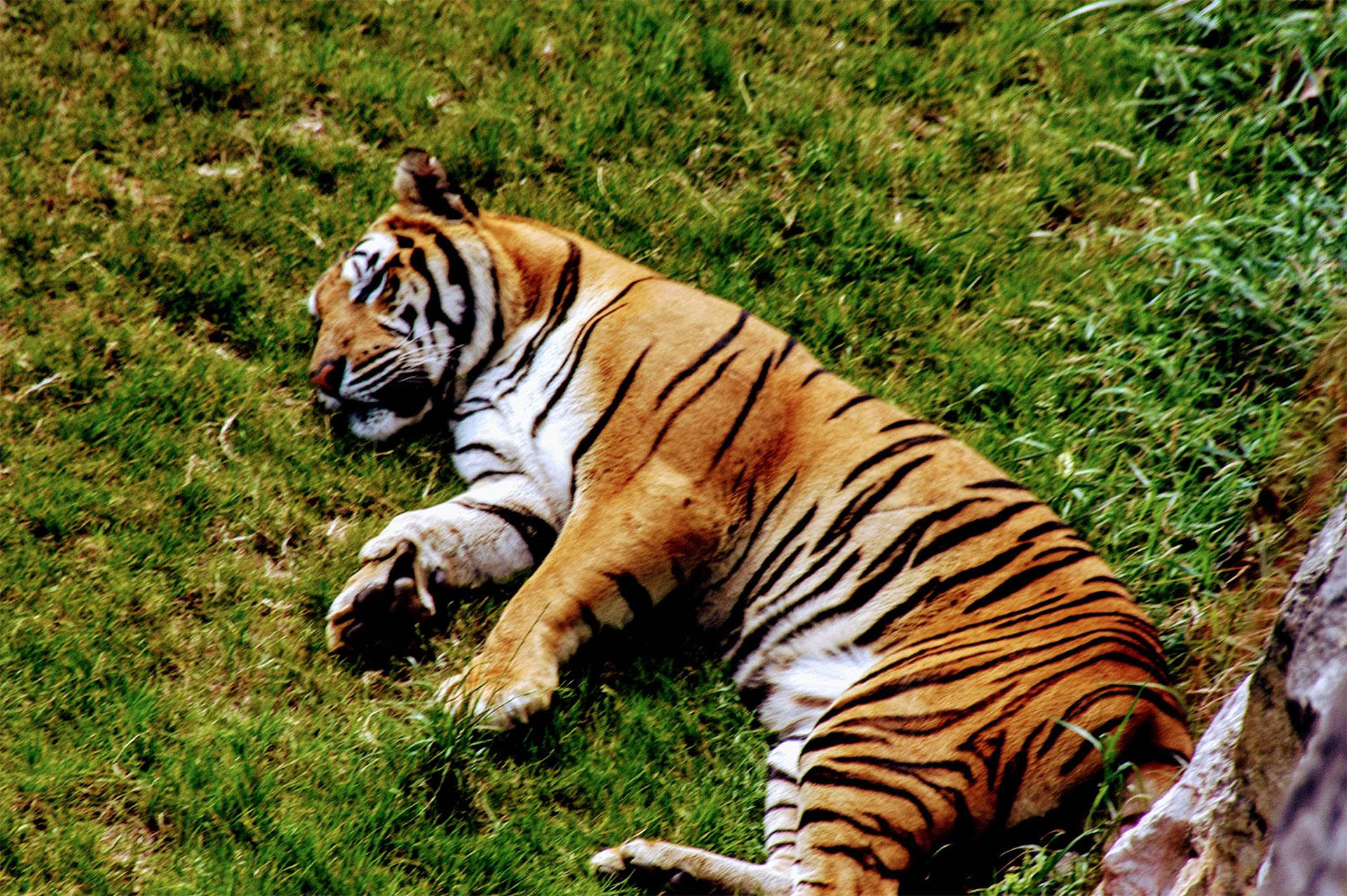 Evaluación del papel de los parques zoológicos Evaluación del papel de los parques zoológicos