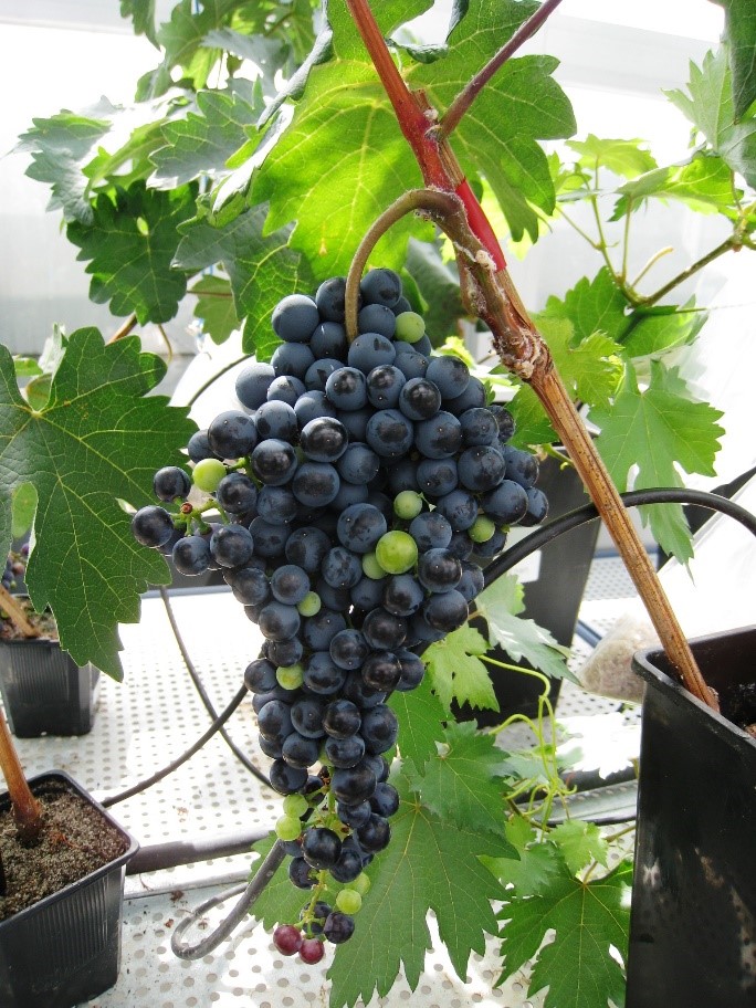 Vitis