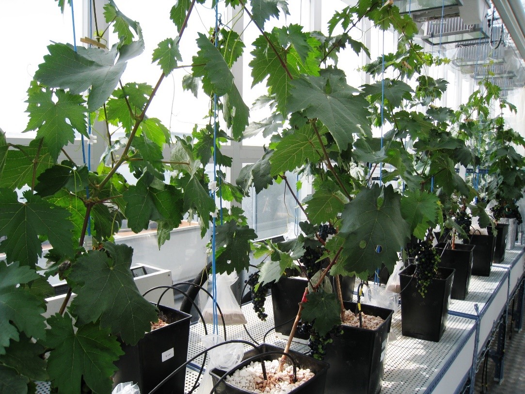 Vitis