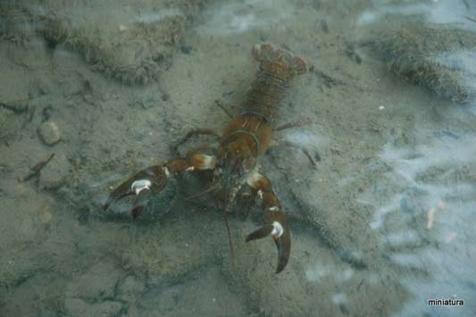 Especies exóticas invasoras acuáticas