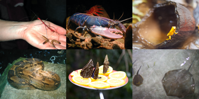 Distribución de la biodiversidad, taxonomía y sistemática