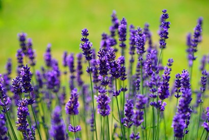 Biodiversidad de plantas medicinales y servicios ecosistémicos