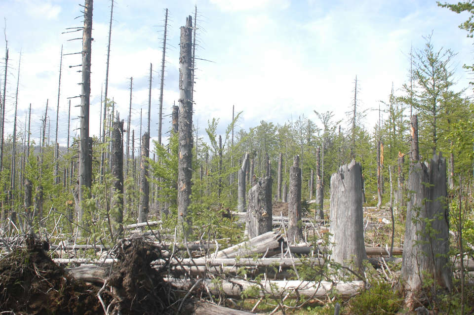 Efectos del cambio climático en las plantas