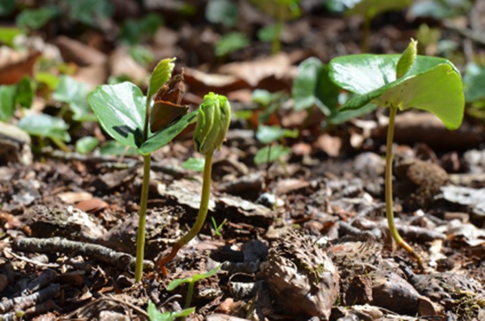 Efectos del cambio climático sobre la vegetación