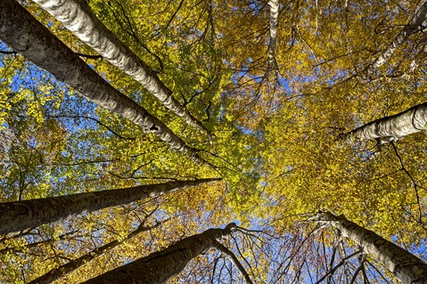 Efectos del cambio climático sobre la vegetación