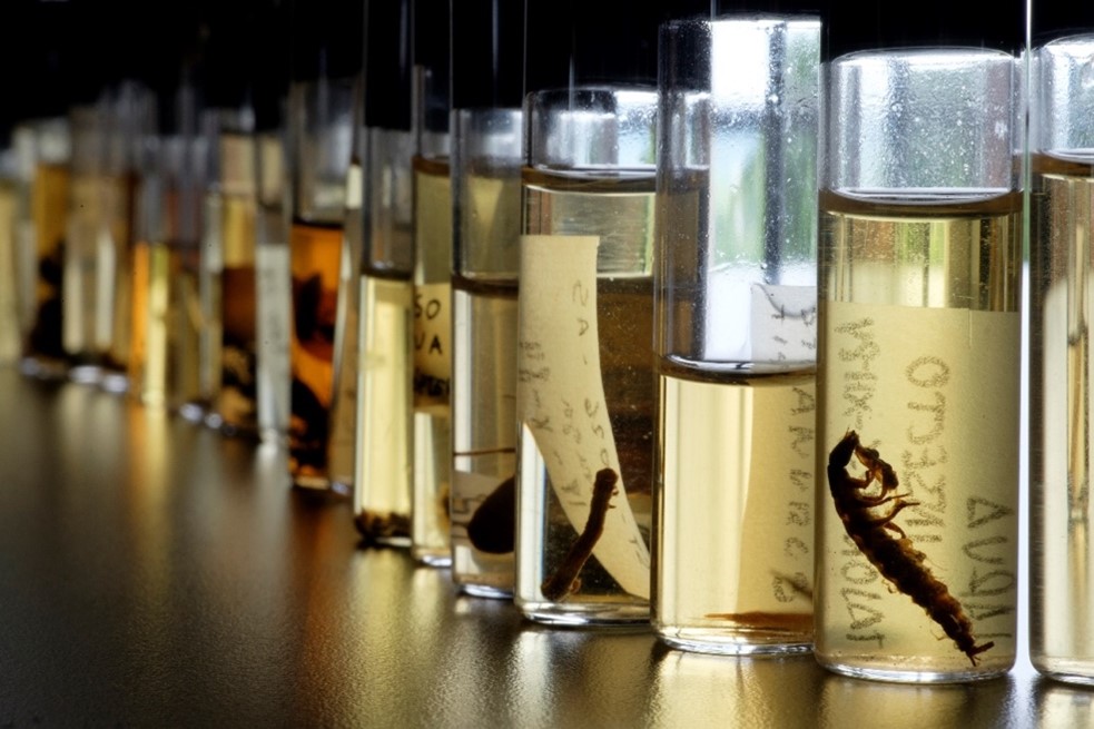 Macrodatos y Biodiversidad
