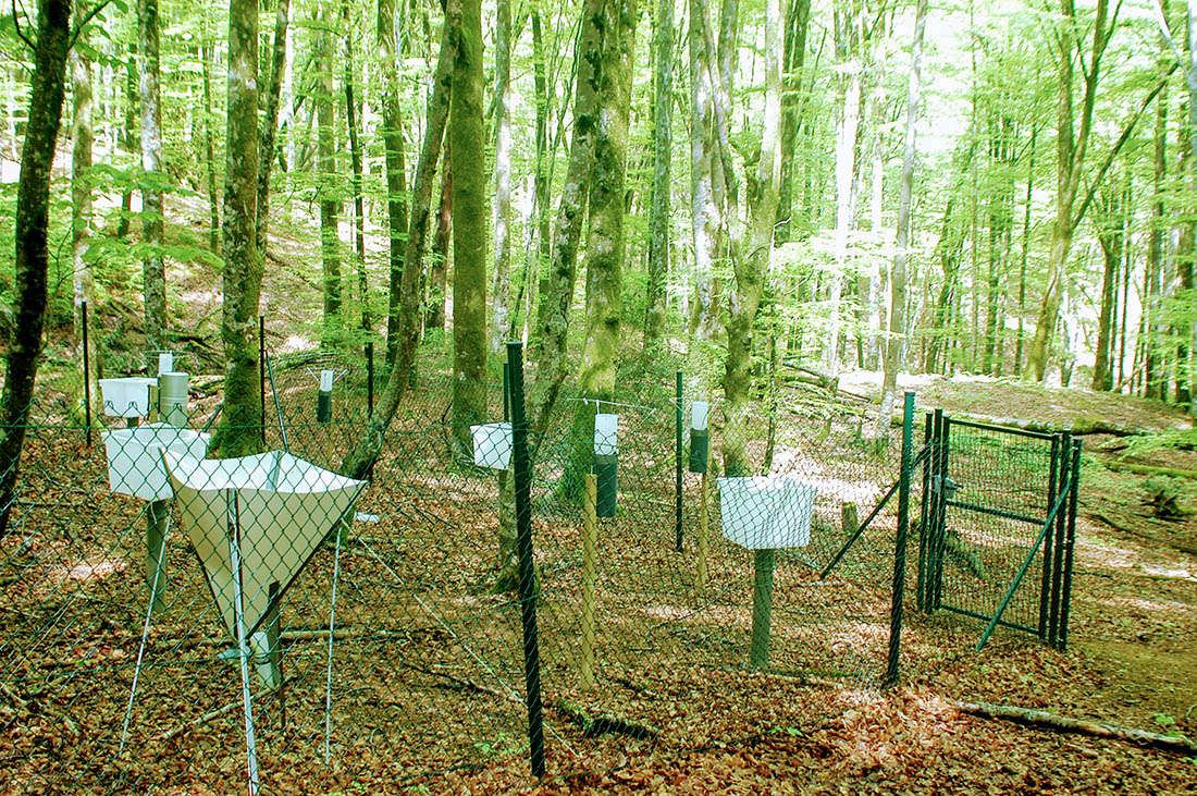 Análisis biogeoquímico de una cuenca forestal