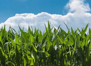 Hacia un nuevo paradigma en la fertilización mineral de los cultivos