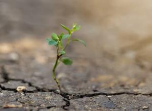 Algunos principios para comunicar el cambio climático con imágenes en las redes sociales